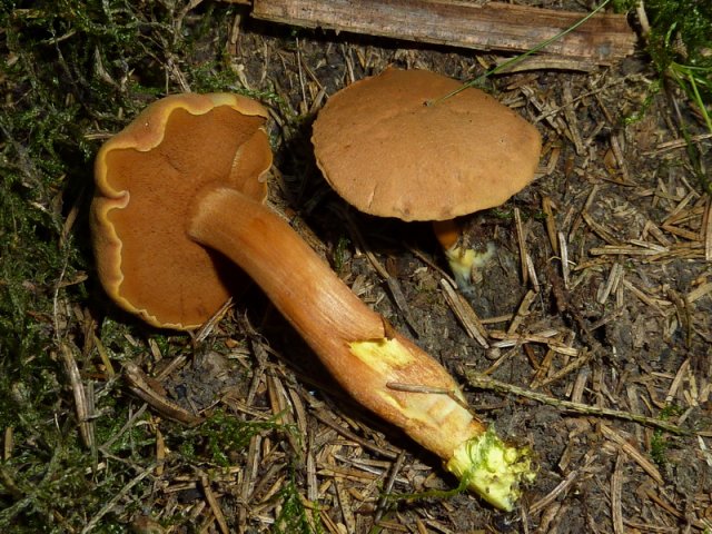 Chalciporus piperatus, Pfefferröhrling